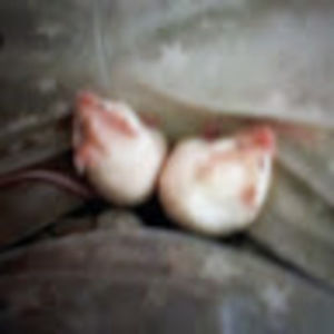 Meet your Posher, Tillie